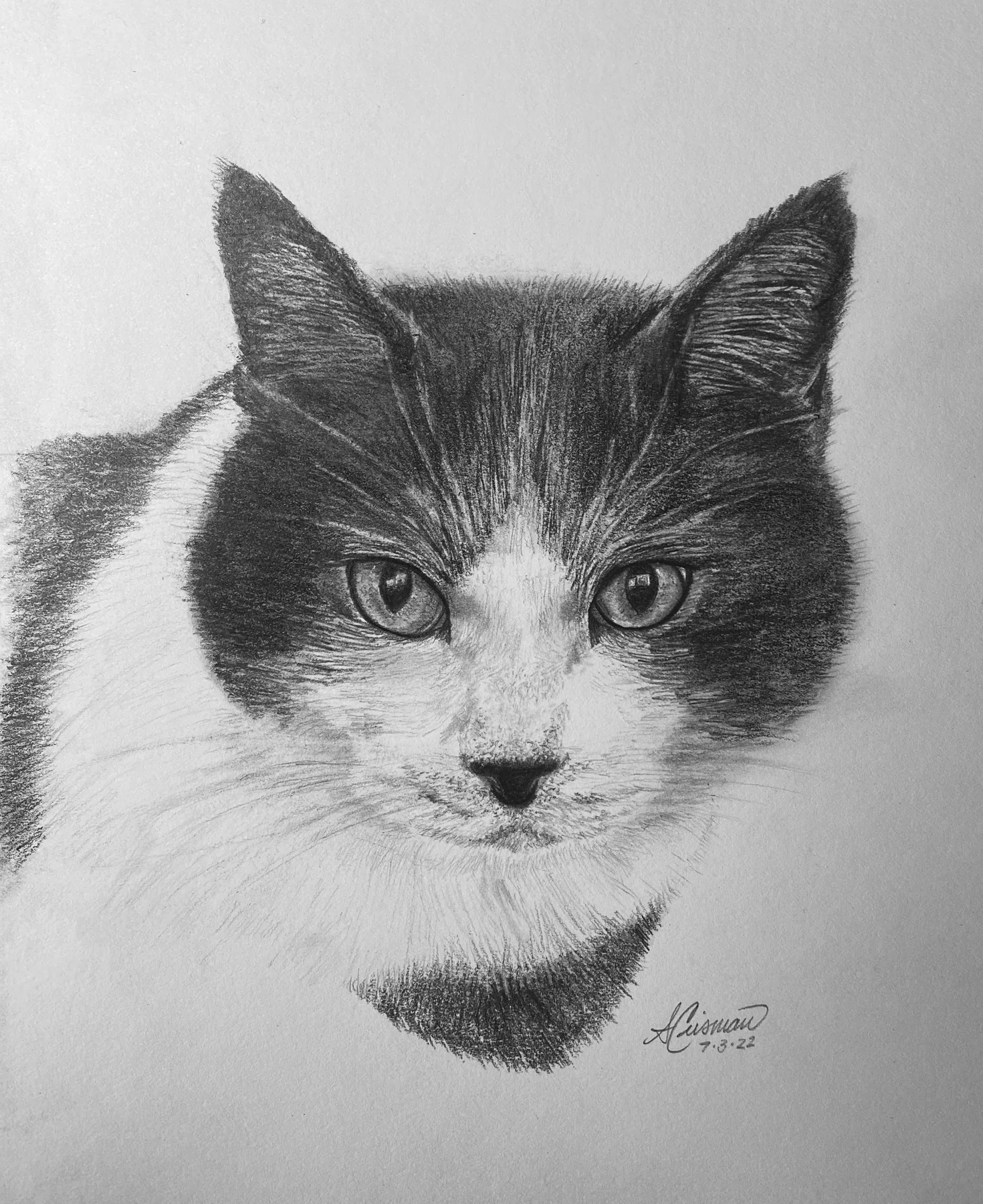 Graphite portrait of Jose the cat