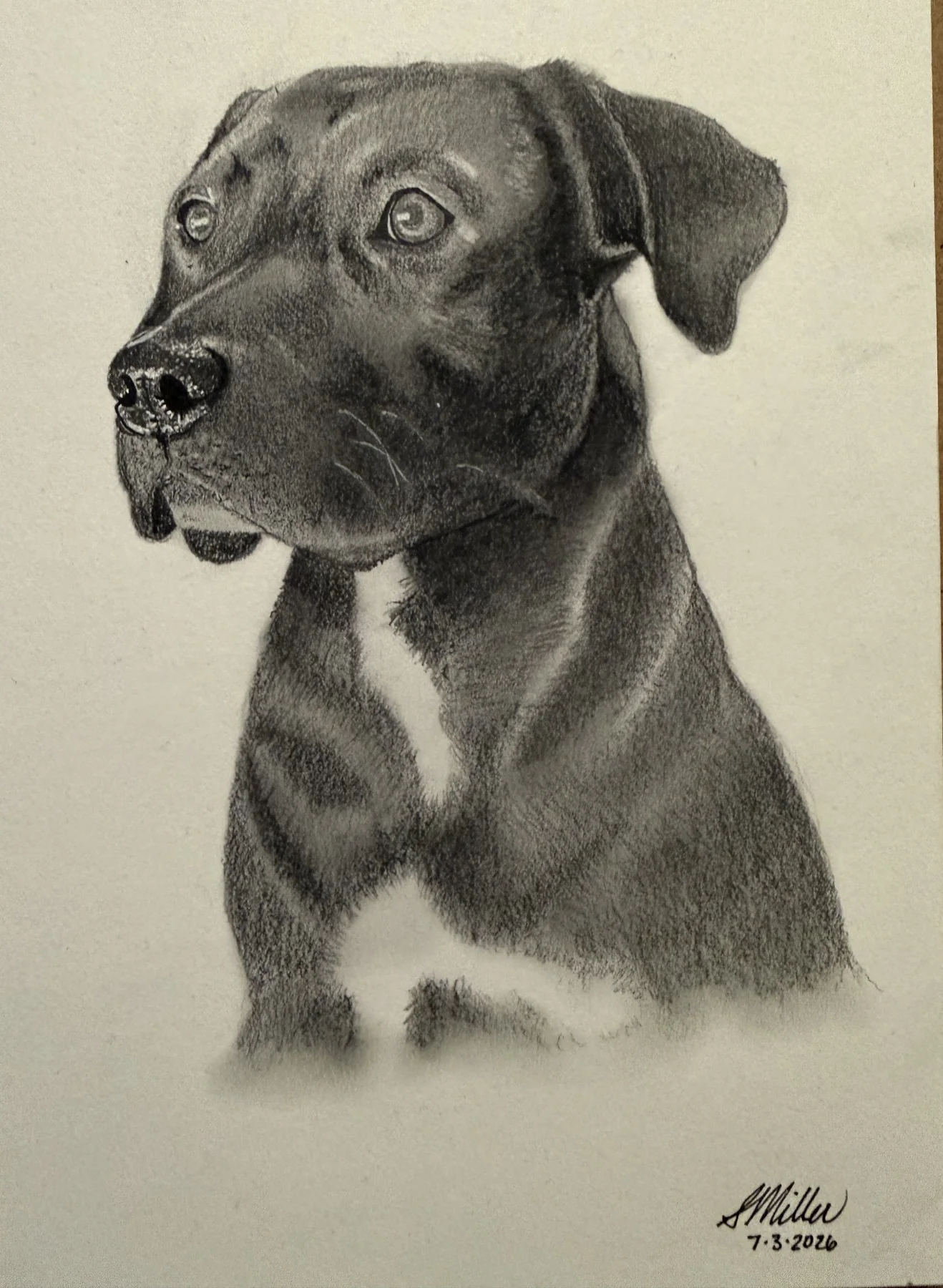Graphite portrait of Lincoln the dog
